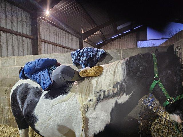 Preview of the first image of 14hh/14hh.1 piebald cob gelding.