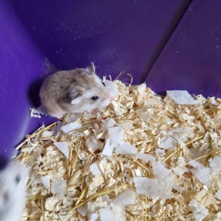 Image 4 of Baby roboski hamster for sale