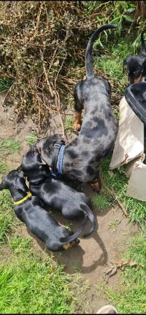 Image 10 of Beautiful smooth haired black and tan puppies