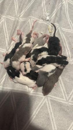 Image 1 of 12 baby rats for sale looking the Description