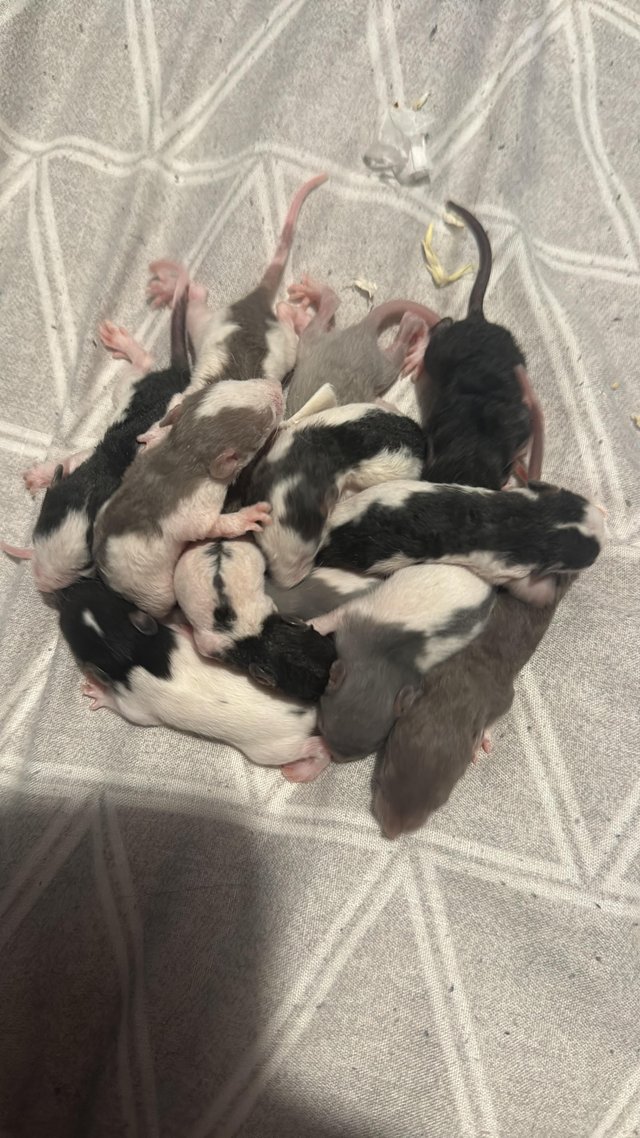 Preview of the first image of 12 baby rats for sale looking the Description.