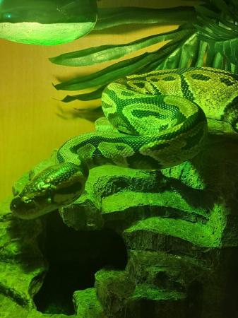 Image 4 of Approx 1 and a half year old Royal Python and vivarium.
