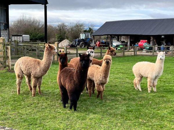Image 2 of Range of pet boys and breeding female alpacas for sale