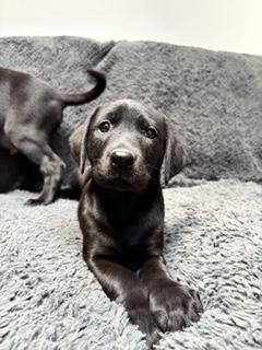 Preview of the first image of *READY NOW *STUNNING KC REG LABRADOR PET/WORKING.