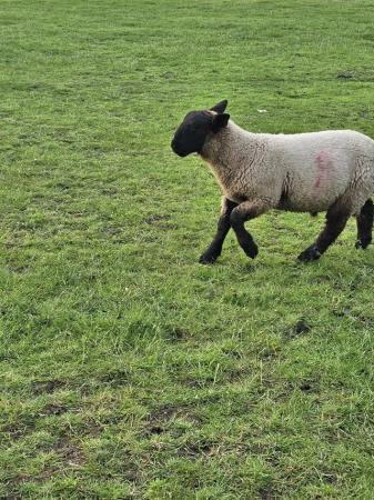 Image 1 of Suffolk tup lamb growing really well!!