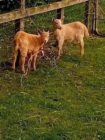 Image 1 of 2 castrated Golden Guernsey boys