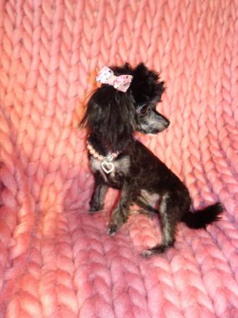 Image 2 of XXXXXXXS Micro Tiny Toy Poodle Girl Puppy 9 months old