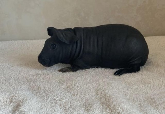 Image 4 of Baby skinny pigs for sale