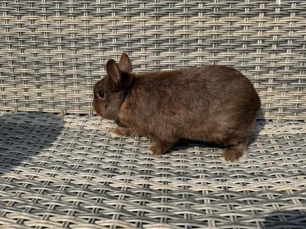 Image 1 of Gorgeous Netherland Dwarf Buck for sale