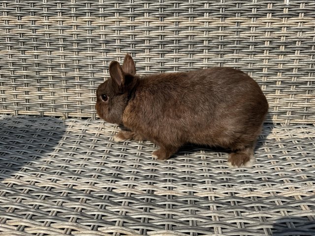Preview of the first image of Gorgeous Netherland Dwarf Buck for sale.