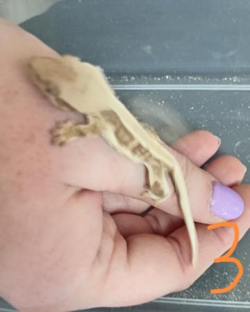 Image 5 of Juvenile crested geckos few morphs available
