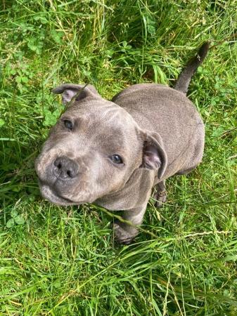 Image 25 of beautiful champion blue Staffordshire boy puppy available