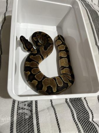 Image 3 of Baby ball pythons for sale