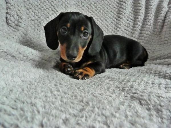 Image 4 of Ready Now KC Registered Miniature Dachshund Puppies