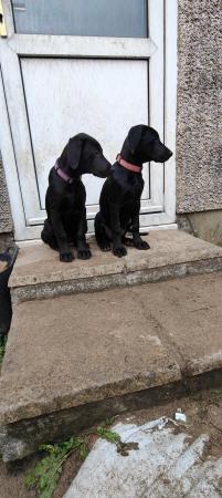 Image 11 of Doberman x Labrador puppies for sale