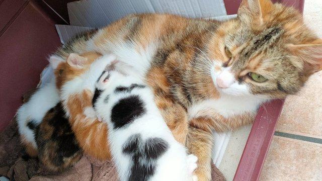 Image 12 of 4 stunning Maine/Bengal cross kittens
