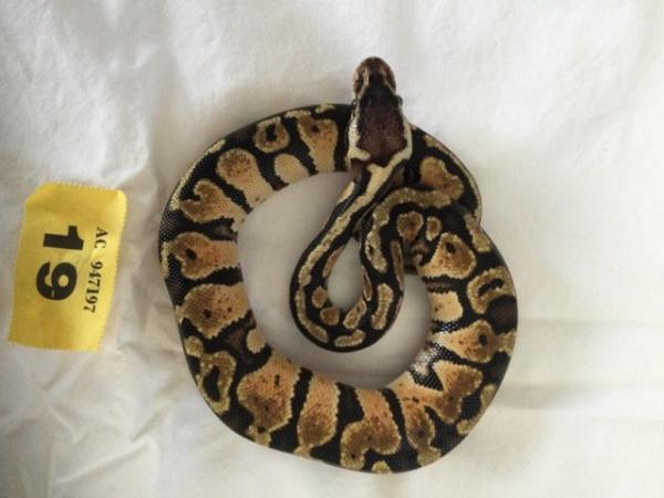 Image 2 of Pastel baby royal python - Female