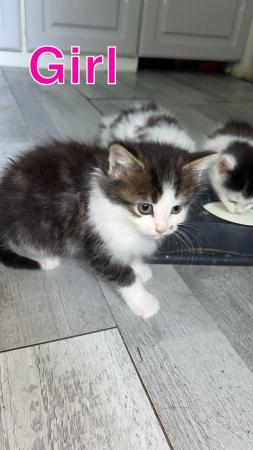 Image 6 of 4 kittens for sale looking for their forever sofa!!!
