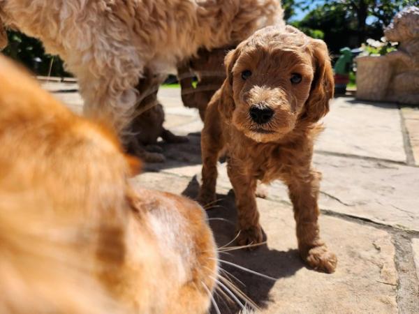Image 10 of GORGEOUS COCKAPOO PUPPIES FOR SALE
