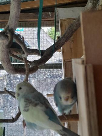 Image 2 of Baby budgies, gorgeous colours