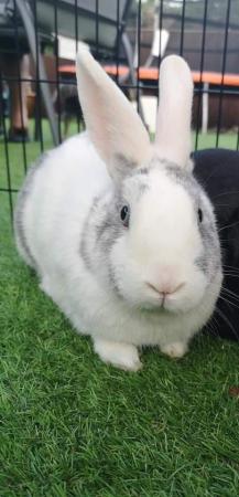 Image 3 of 5 Year Old Male Crossbreed Rabbit