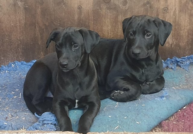 Preview of the first image of Labrador x puppies 1 girl and one boy.