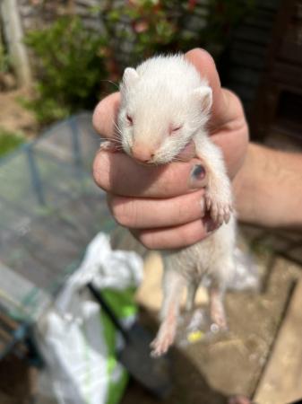 Image 6 of Ferrets For Sale - Bucks & Does