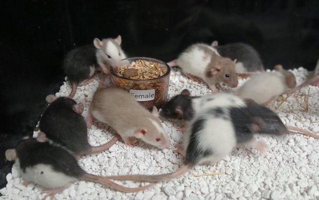 Image 2 of Baby Rats Dumbo's and Straight ears