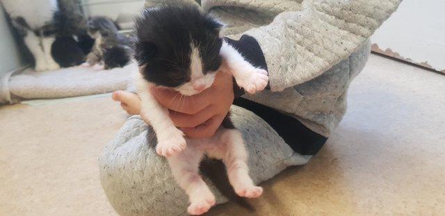 Image 6 of 1 2 week old kitten mixed litter female