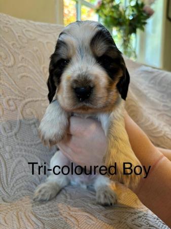 Image 12 of Exceptional KC Show-type Cocker Spaniel puppies