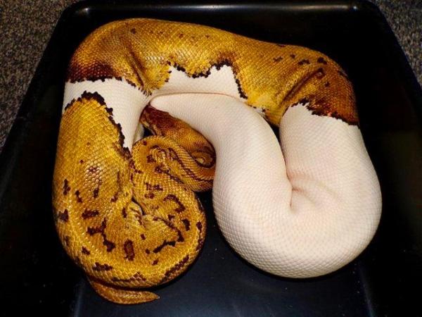 Image 3 of Female leopard pinstripe pastel yellowbelly pied ball python