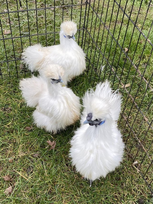 Preview of the first image of True miniature white silkies.