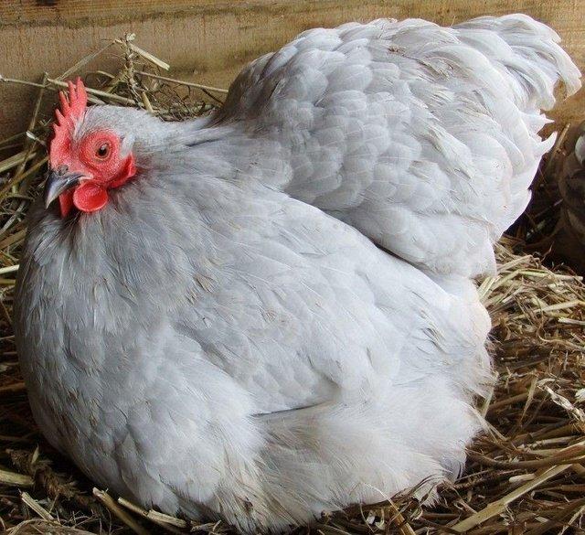 Preview of the first image of Lavender Pekin Chicken - Rare Breed - garden chickens.