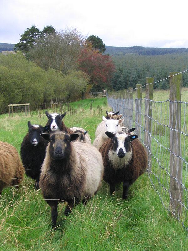 Preview of the first image of Few Shetland ewes wanted.
