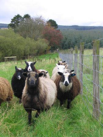 Image 1 of Few Shetland ewes wanted