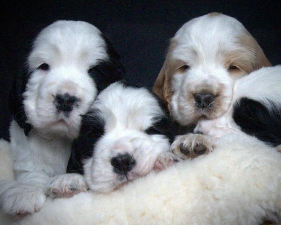 Image 32 of Show Cocker Puppies (KC Registered and fully health tested)
