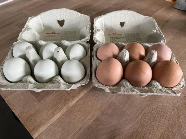 Image 3 of Hatching eggs, cream legbar and Brahma £6 a box.