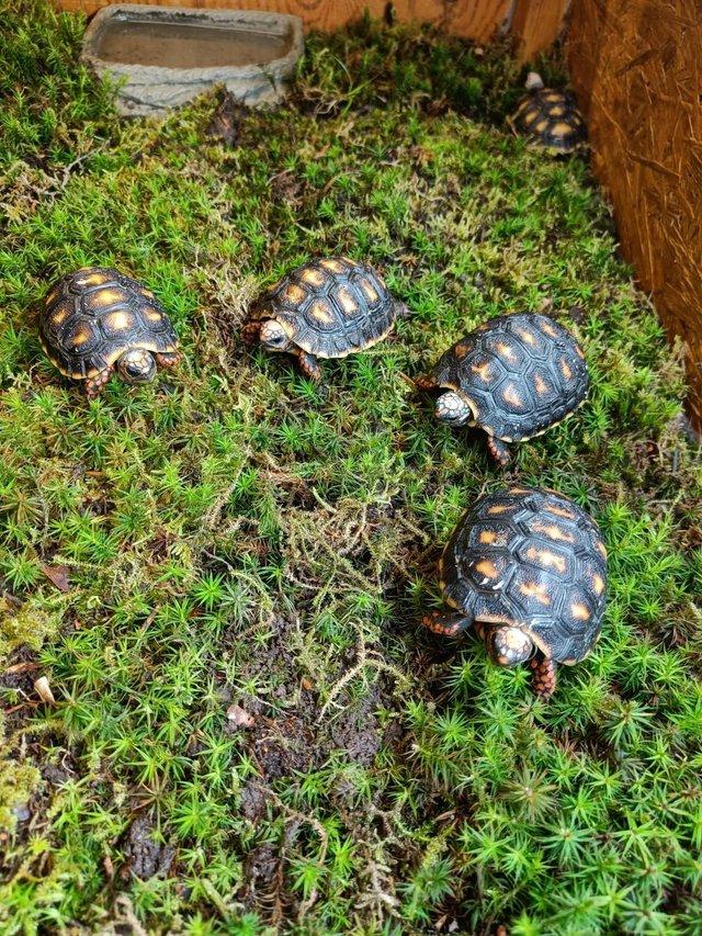 Preview of the first image of Baby Redfoot Tortoises ALL NOW SOLD!!!.