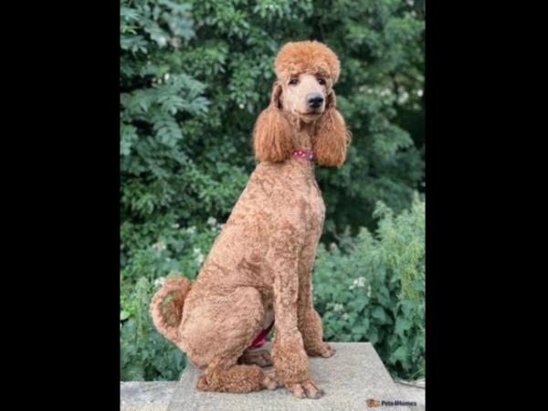Image 7 of Unusual Dual-Colour Standard Poodle Puppies - Ready Now