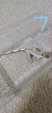Image 3 of Baby crested geckos for sale, multiple ages, unsexed