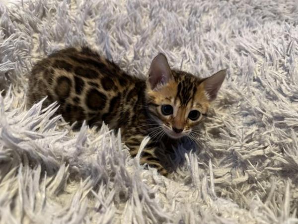 Image 13 of Tica bengal kittens for sale!