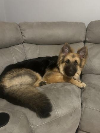 Image 3 of 10month old German shepherd for rehoming