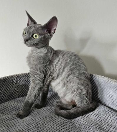 Image 3 of Pure breed, FIFE, DEVON REX Kittens