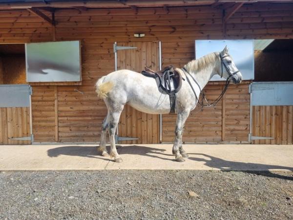 Image 1 of Ivy 4 year old Full Connemara. 14.2hh