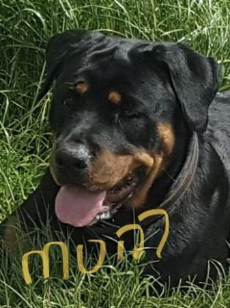 Image 3 of Stunning pure bred kC registered Rottweilers