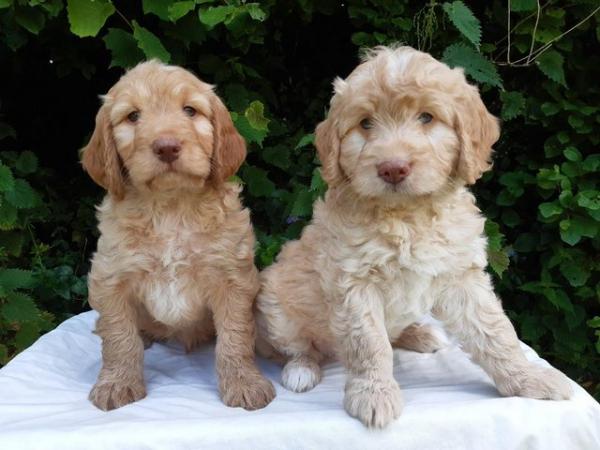 Image 16 of Cockapoo Puppies F1 Health Tested