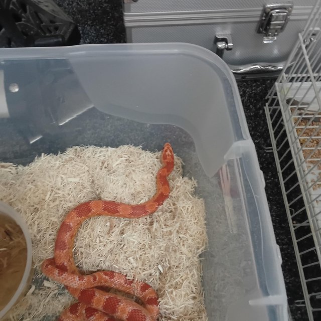 Preview of the first image of 11 months old corn snake for sale.