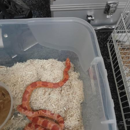 Image 1 of 11 months old corn snake for sale
