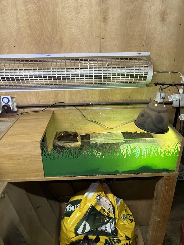 Marginated tortoises setup — Pets & Animals in Halstead