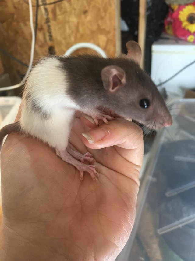 Preview of the first image of 8 week old rats for sale boys and girls.